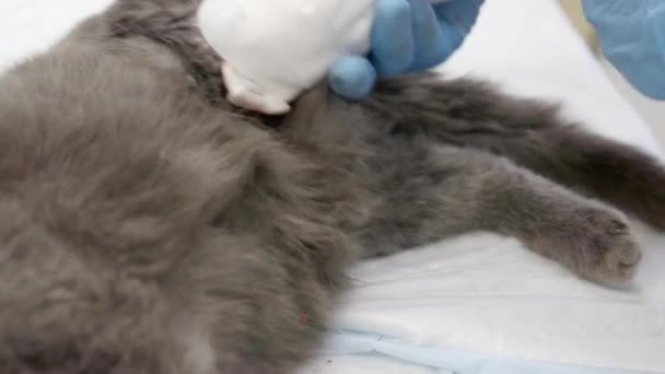 수의사는 고양이에게 반창고를 붙이고 있다. — 비디오