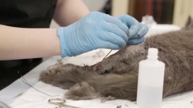 Veteriner kliniğinde bir kediye ameliyat.