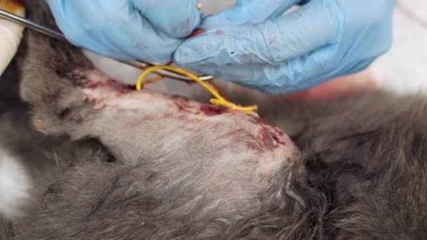 Un veterinario realiza una operación en una pata de gato. — Vídeo de stock