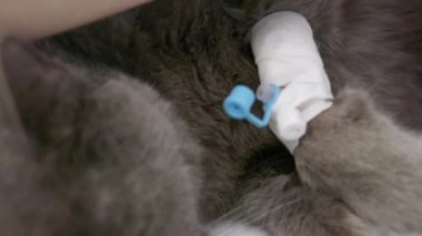 Veteriner kliniğinde bir kedinin arka pençesinde ameliyat.