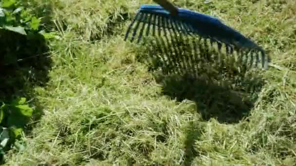 In summer, the hand rake collects freshly cut grass. Close-up. — Vídeos de Stock