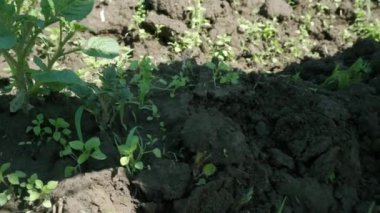 Weeding garden weeds on a summer day.