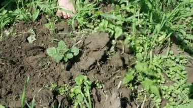 Weed removal with a hoe for the growth of young seedlings of potatoes