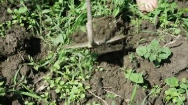 Farmer pulls out weeds with a hand tool