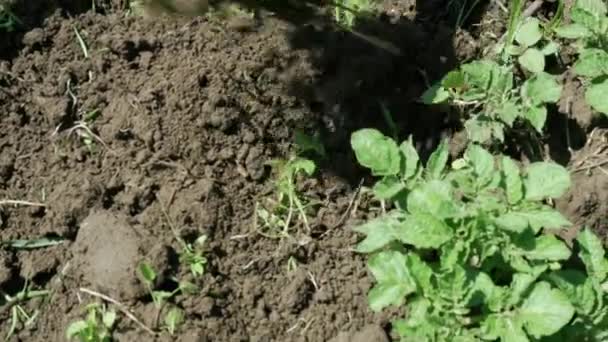 Usuwanie chwastów podczas uprawy ziemniaków z bliska — Wideo stockowe