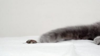 Close-up of a paw of a cat hunting a beetle