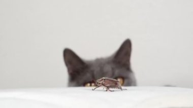 domestic cat watches the beetle and catches it with its paw