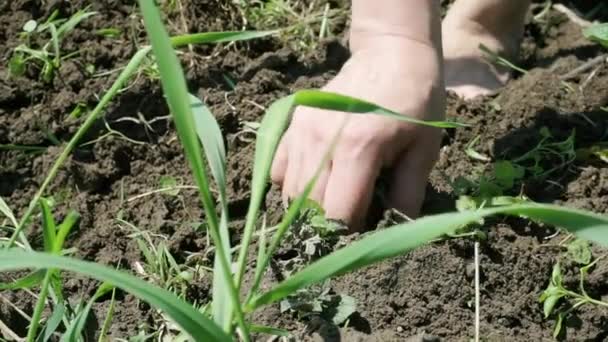 Weed removal when growing potatoes close-up — Stok video