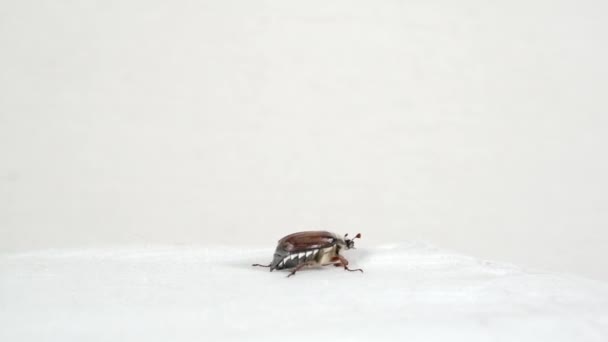 하얀 표면 위를 기어가고 있는 딱정벌레. — 비디오