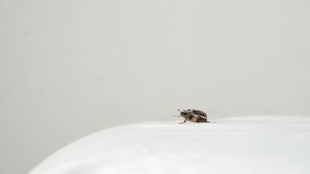 The beetle is crawling over a white surface. — Stock Video