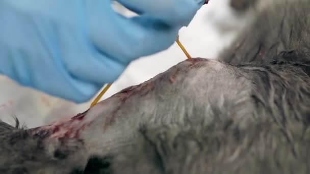 Veterinární lékař provádí operaci na kočičí tlapě. — Stock video