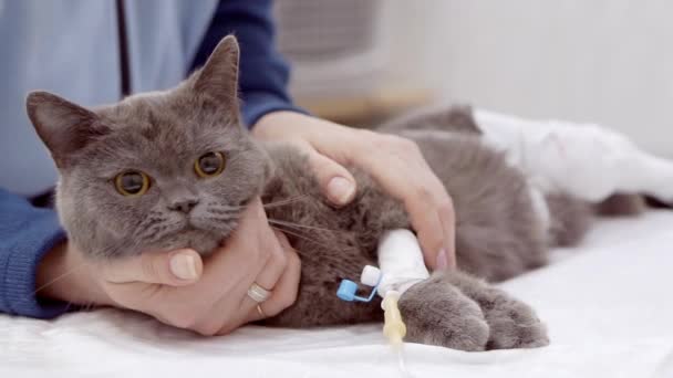 A frightened cat wakes up after anesthesia. — Stock Video