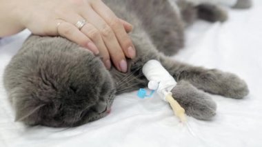 Sahibi ameliyattan sonra kedisini okşar..