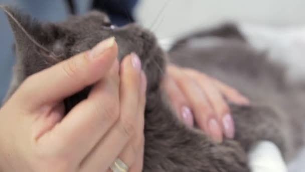 De eigenaar streelt haar slapende kat na een operatie aan de achterpoot. — Stockvideo