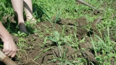 Bir çiftçi bahçe aletleriyle yabani otları temizler..