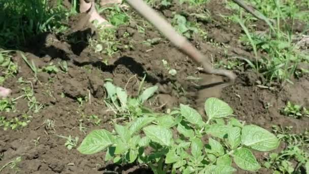 Het werk van een boer, tuinman, zomerbewoner in het veld. — Stockvideo