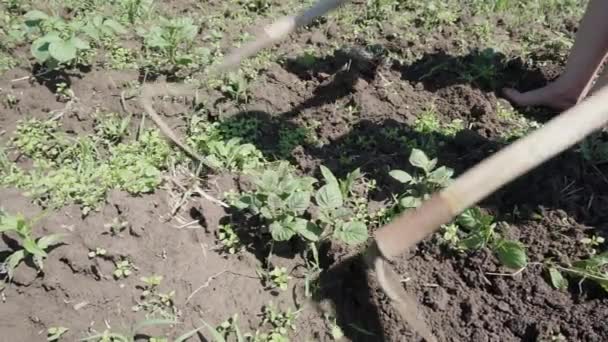 Egy farmer kézikerti szerszámmal húzza ki a gyomot.. — Stock videók