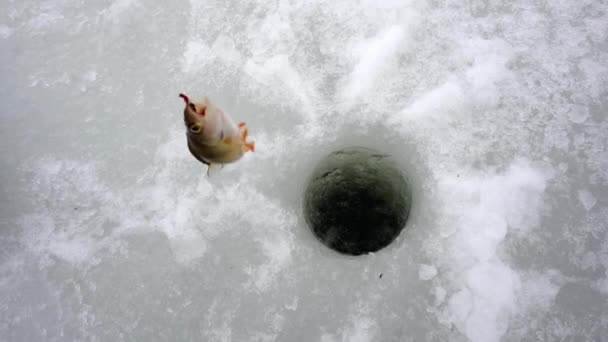 Le poisson fraîchement pêché pend sur la ligne. — Video