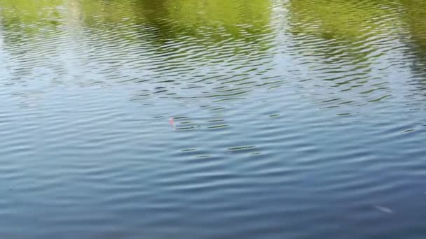 Pêche avec une ligne en été. — Video