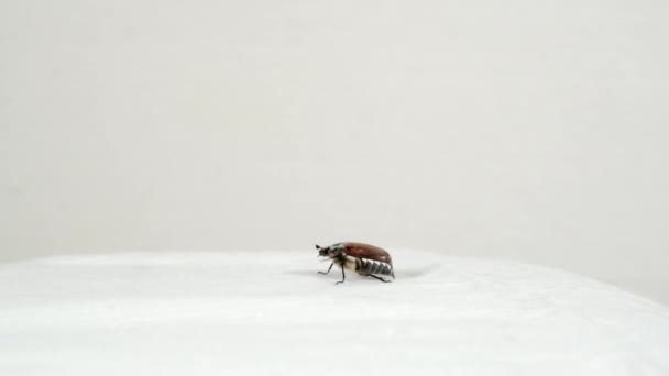 甲虫在白色的表面爬行. — 图库视频影像