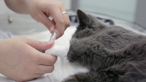 Behandeling van dieren in een dierenkliniek. — Stockvideo