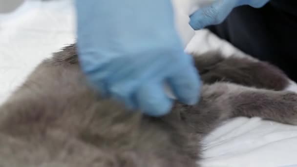 Veteriner kediye bandaj yapıştırıyor.. — Stok video