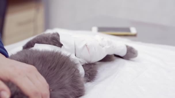 Un gato asustado se despierta después de la anestesia. — Vídeos de Stock