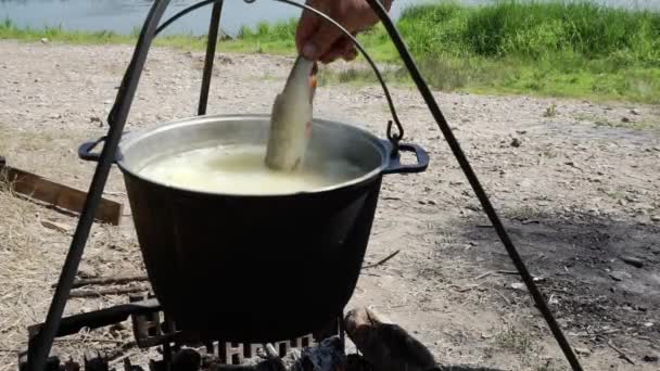 La nourriture est cuite sur un feu dans une casserole suspendue à un trépied. ajouter du poisson à la soupe — Video