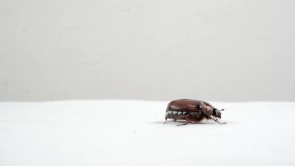The beetle is crawling over a white surface. — Stock Video