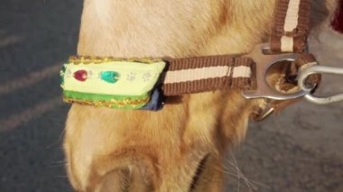 Zarif giyimli bir midillinin yüzüne yakın çekim