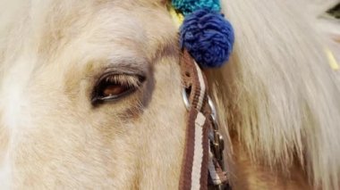 Zarif giyimli bir midillinin düşünceli gözleri bir yaz günü kapanır.