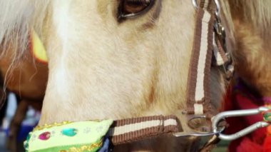 Zarif giyimli bir midillinin yüzüne yakın çekim