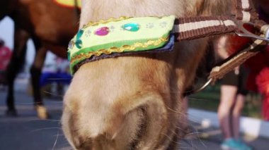 Zarif giyimli bir midillinin yüzüne yakın çekim