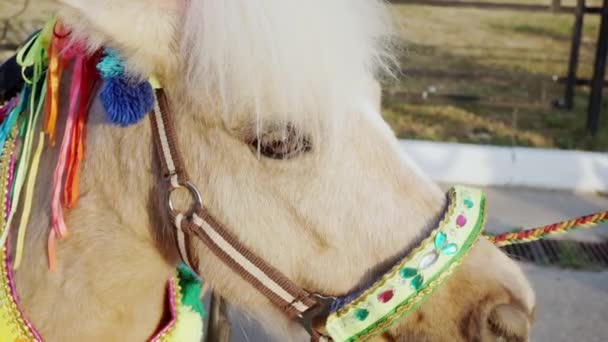 Niedliche kleine Pony in schönen Kleidern — Stockvideo