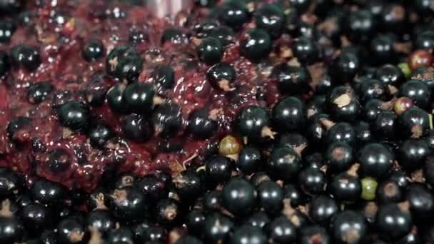 Taglio di ribes nero con un frullatore. — Video Stock