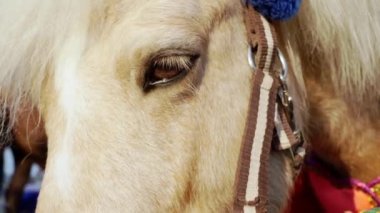 Zarif giyimli bir midillinin düşünceli gözleri bir yaz günü kapanır.