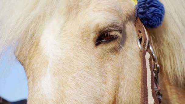 Les yeux pensifs d'un poney élégamment habillé de près un jour d'été — Video