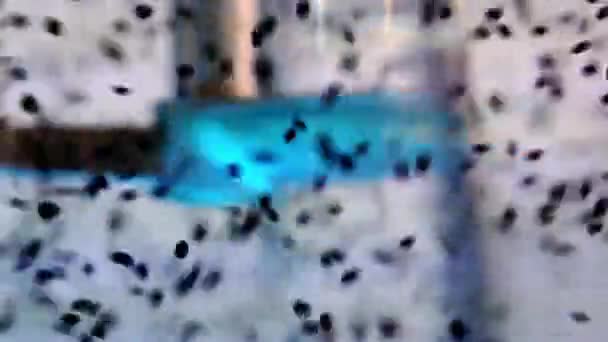 Abstracte achtergrond met een draaiend element in het water. — Stockvideo