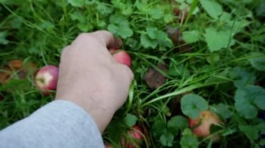 Yerden elma toplayın..