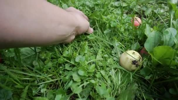 Збирайте яблука з землі . — стокове відео