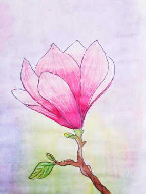 Pembe manolyanın yeni açmış çiçeği.