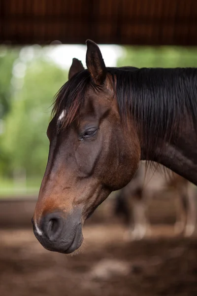 Beautiful portrait of a horse that looks to the ground — Stock Photo, Image