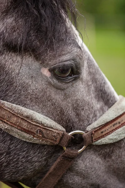 Big Eye bellissimo cavallo in briglia all'aperto — Foto Stock