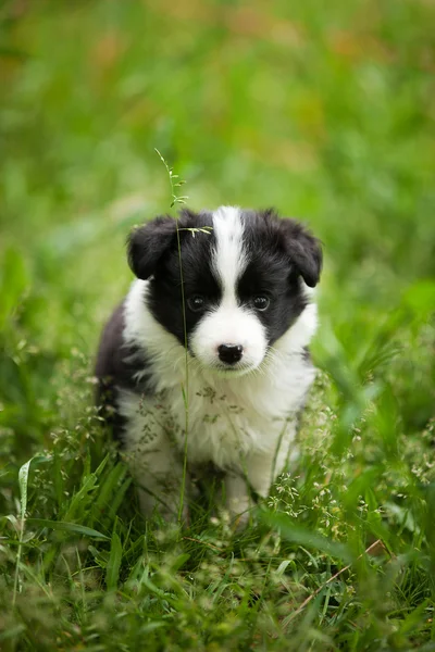 屋外の芝生の美しい白と黒のボーダーコリー子犬 — ストック写真