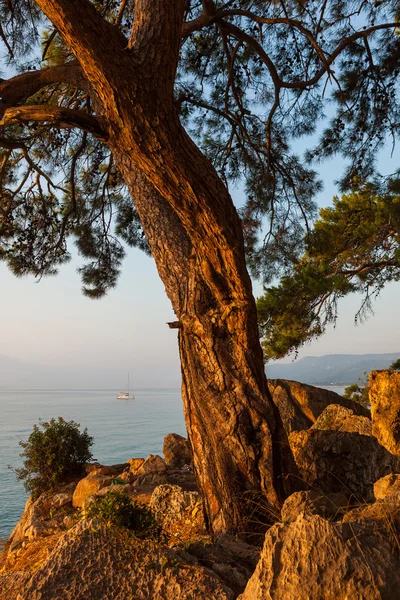 Büyük çam ağacı ve bir küçük yelkenli katamaran çapa, arkasında