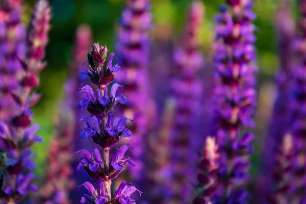 Flores Salvia Púrpura Salvia Nemorosa Sobre Fondo Verde Enfoque Macro — Foto de Stock