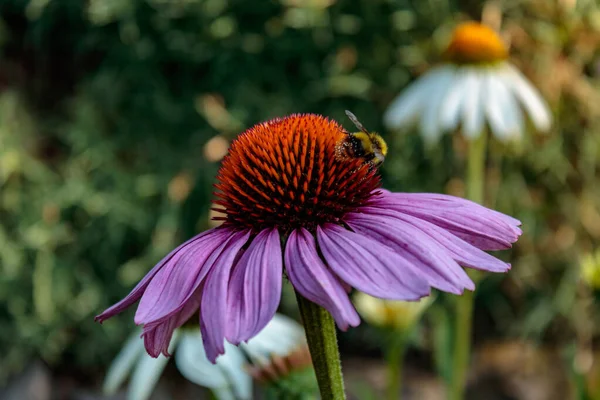 Biene Apis Auf Violettem Sonnenhut Echinacea Purpurea Nahaufnahme Und Selektiver — Stockfoto