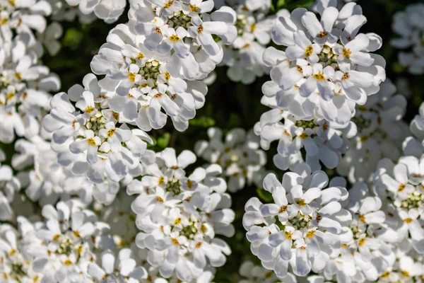 Bahar, üst görünüm ve tam çerçeve her zaman yeşil şekerleme (İberis sempervirens) beyaz çiçek kümesi
