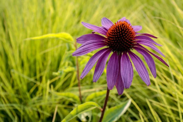 Flor Cono Púrpura Oriental Echinacea Purpurea Sobre Fondo Verde Primer — Foto de Stock