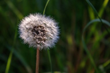 Tek karahindiba çiçeği (Taraxacum officinale) yazın yeşil çimen arka planına sahip, yakın ve seçici odaklı